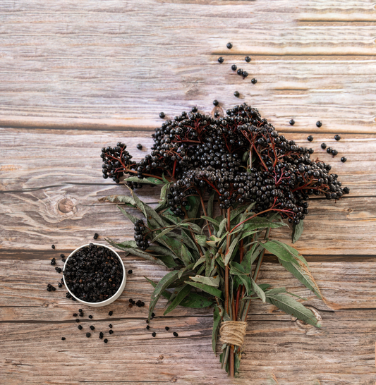 Elderberry | The Herb Farm