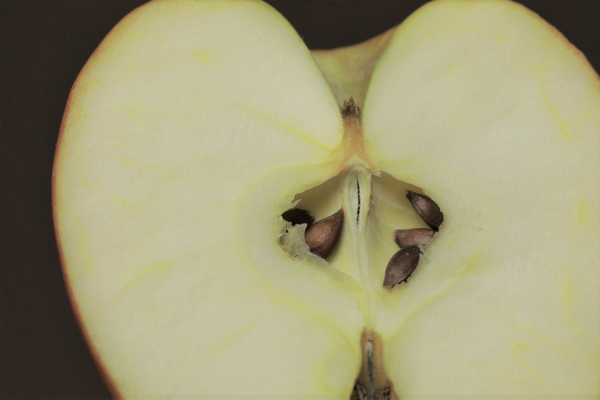 APPLE SEED EXTRACT