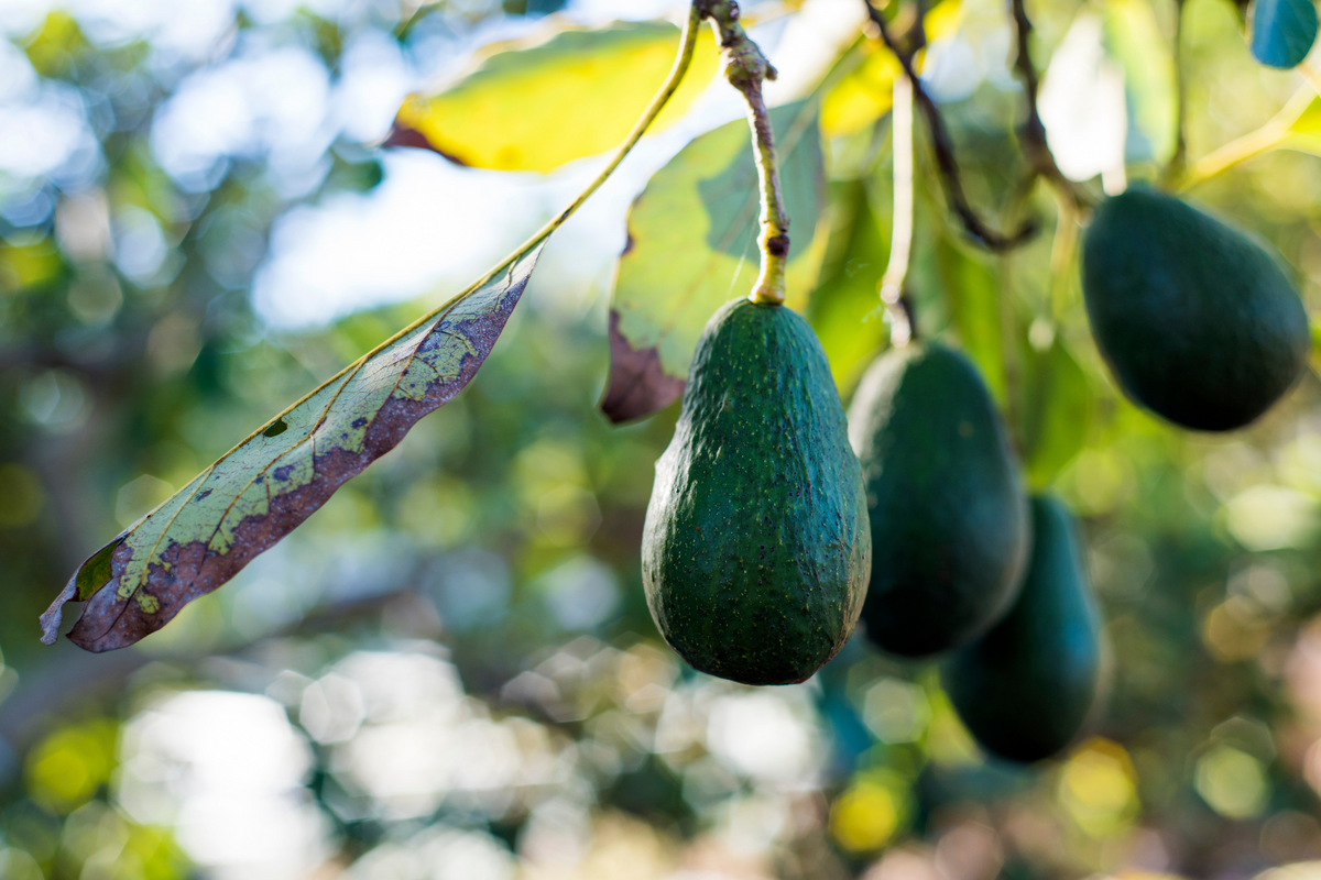 AVOCADO OIL