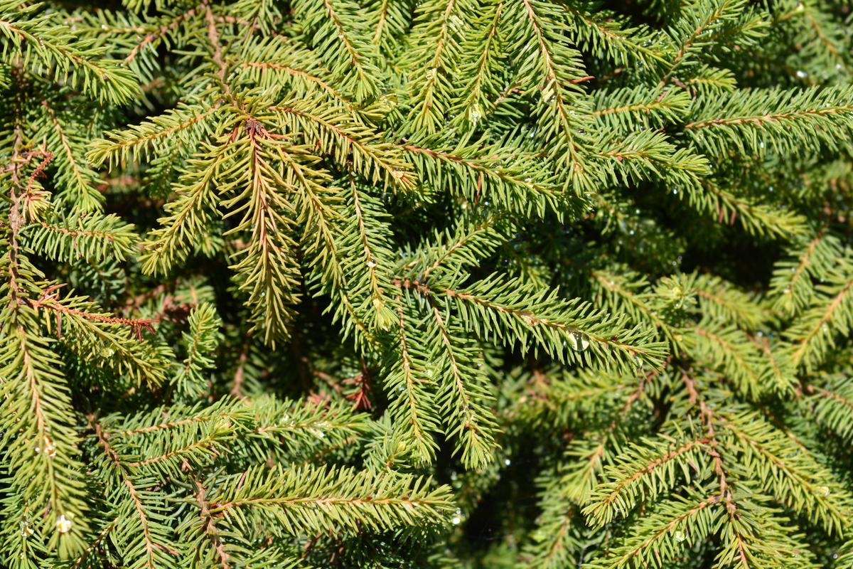 BLACK SPRUCE ESSENTIAL OIL