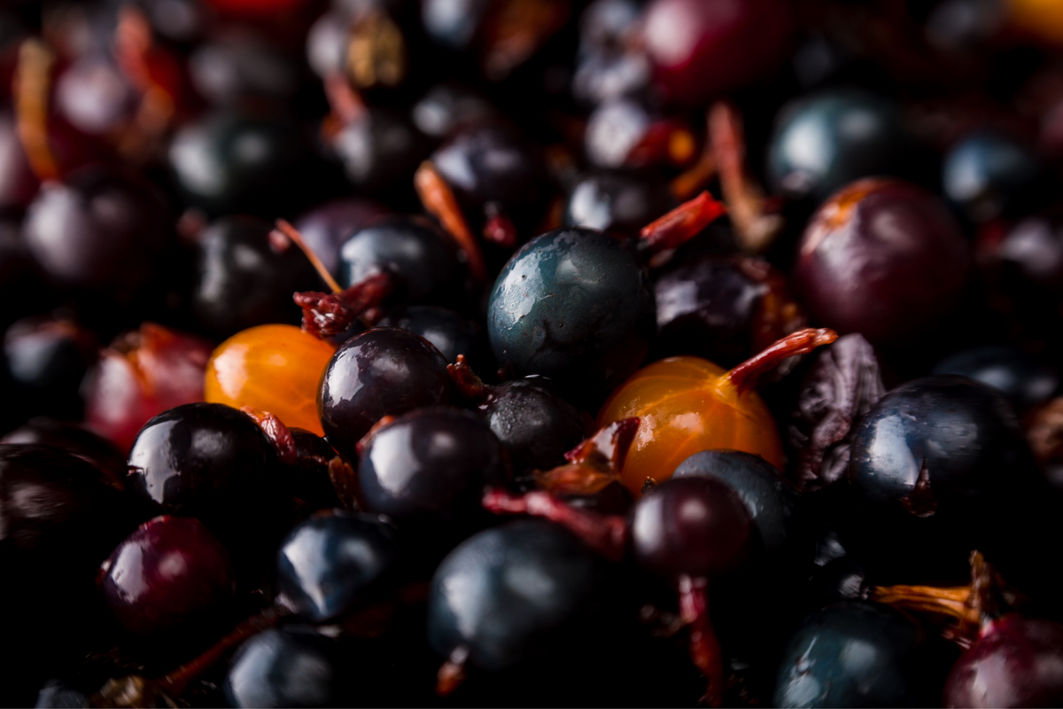 BLACKCURRANT OIL (NZ)
