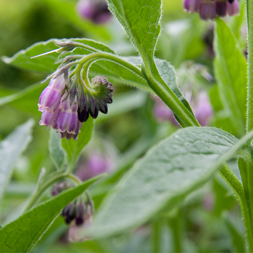 COMFREY EXTRACT (NZ)