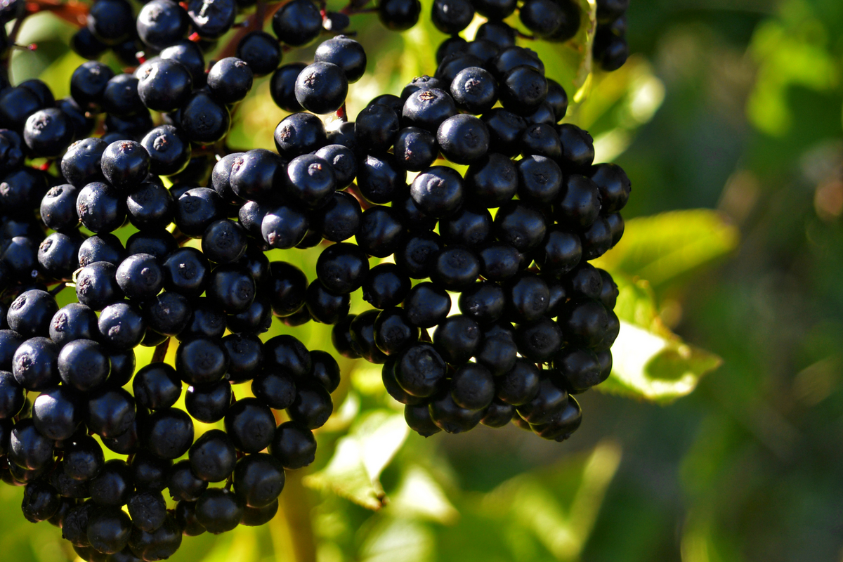 ELDERBERRY EXTRACT