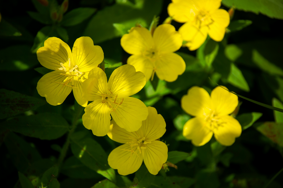 EVENING PRIMROSE OIL