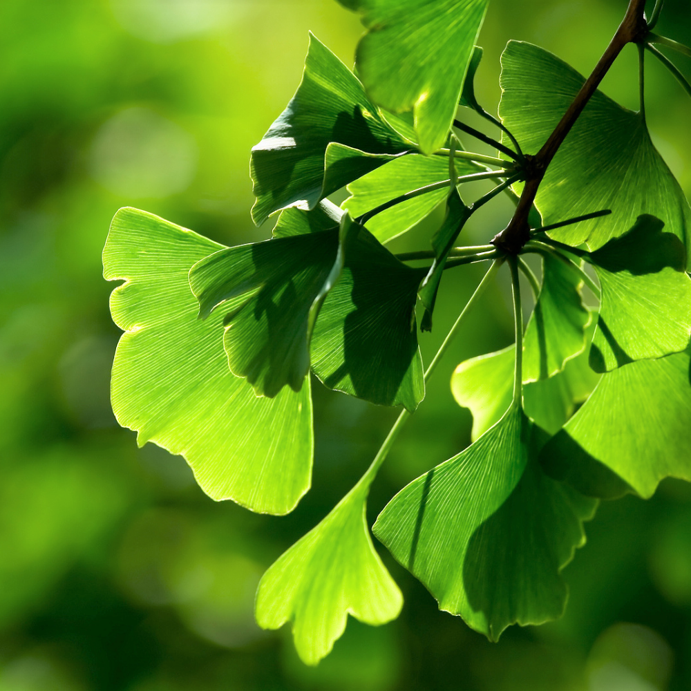 GINKGO LEAF EXTRACT