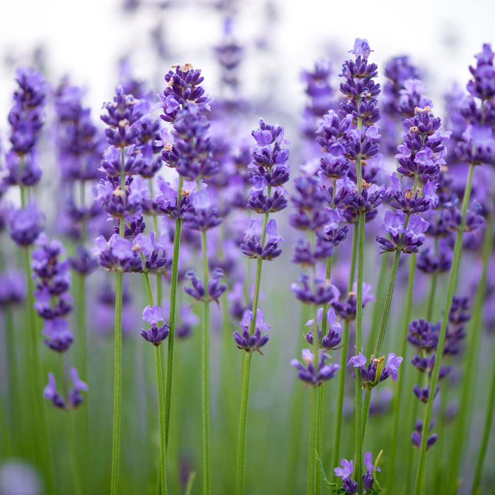 LAVENDER ESSENTIAL OIL