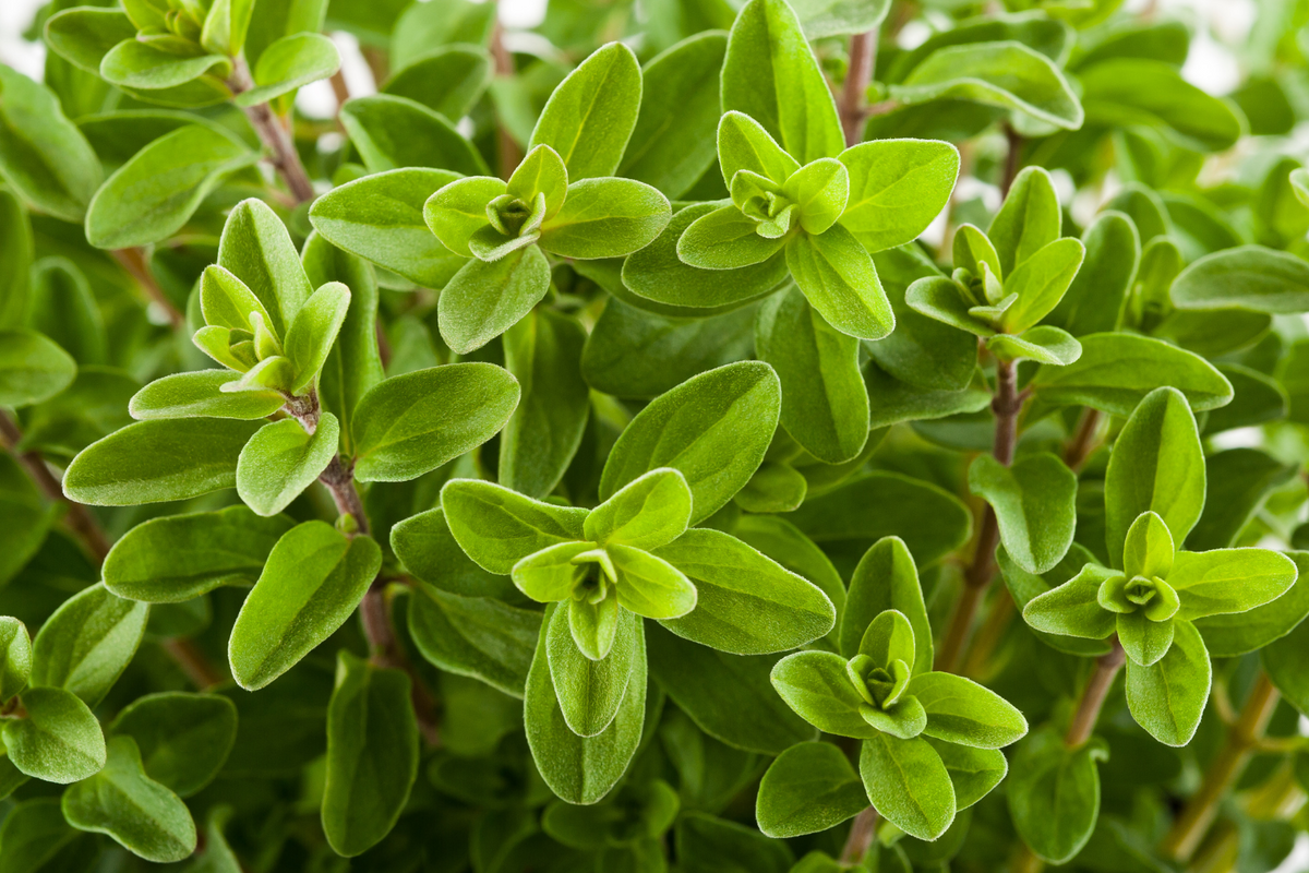 MARJORAM ESSENTIAL OIL