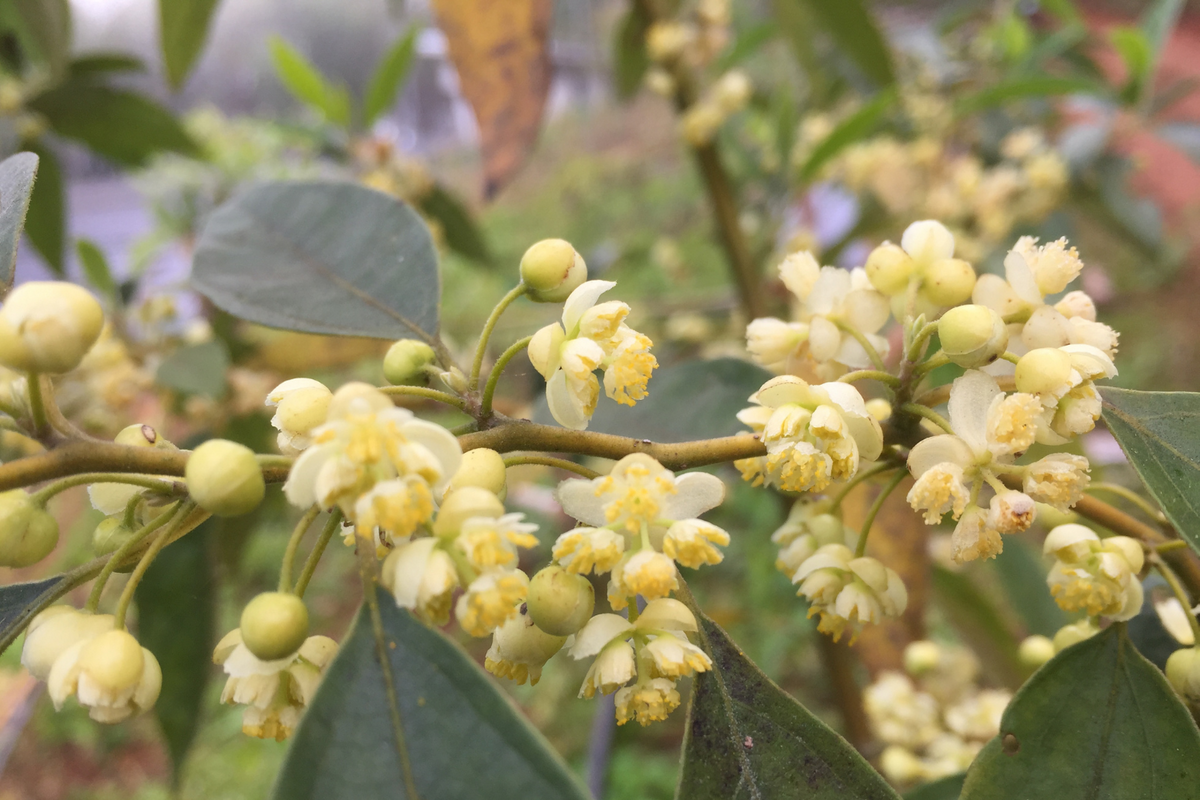 MAY CHANG ESSENTIAL OIL
