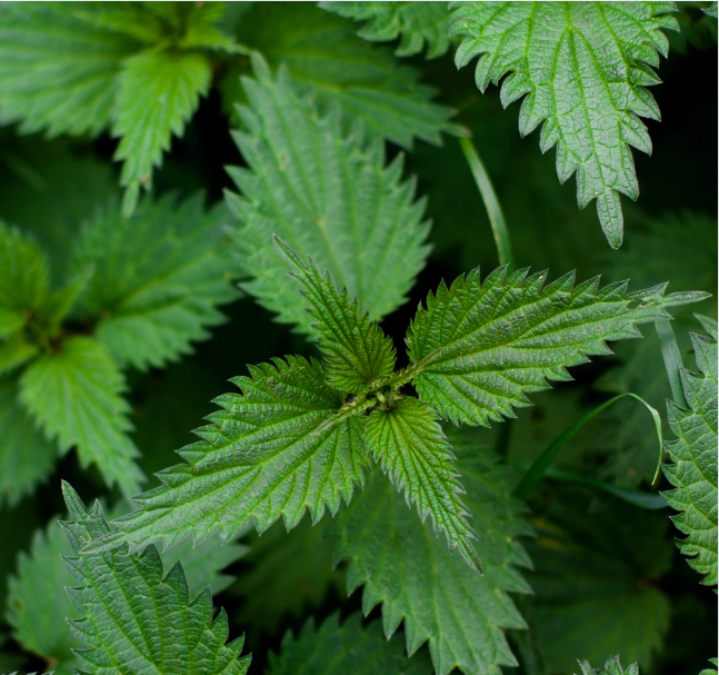 NETTLE
