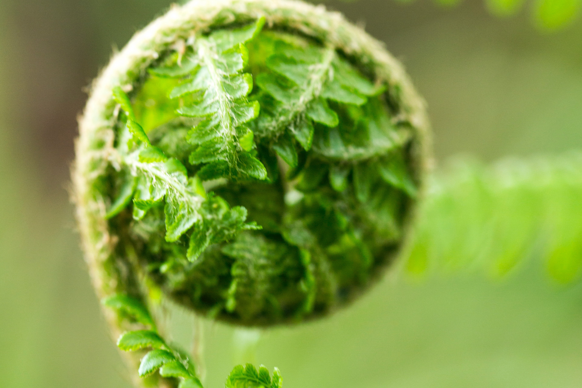 SKIN BRIGHTENING BOTANICALS
