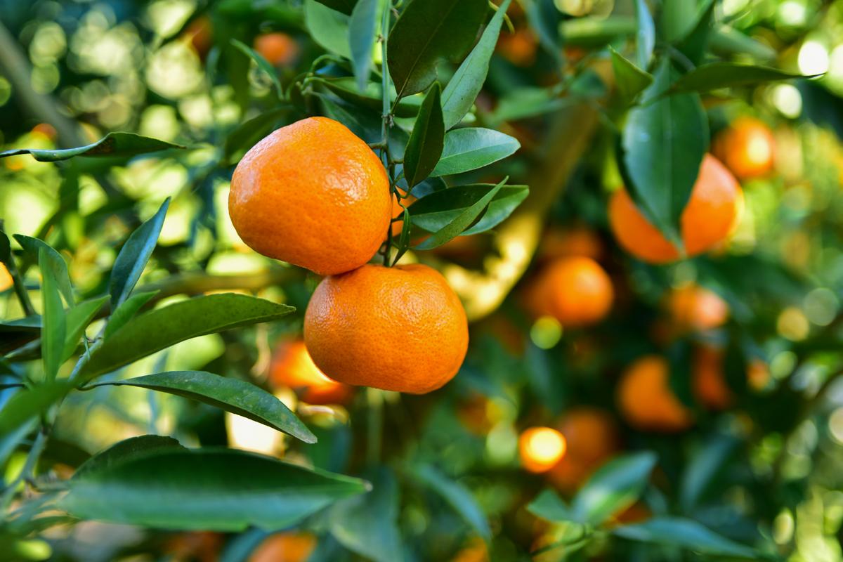 SWEET ORANGE ESSENTIAL OIL