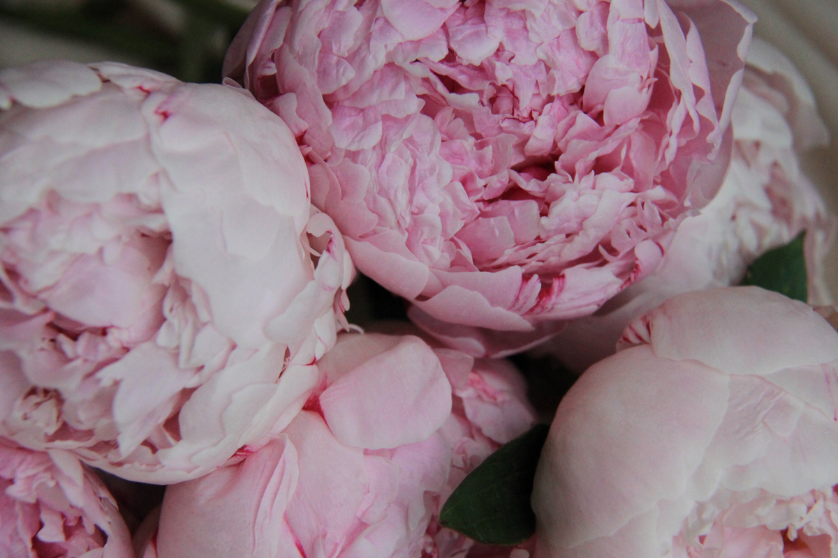 PEONY EXTRACT