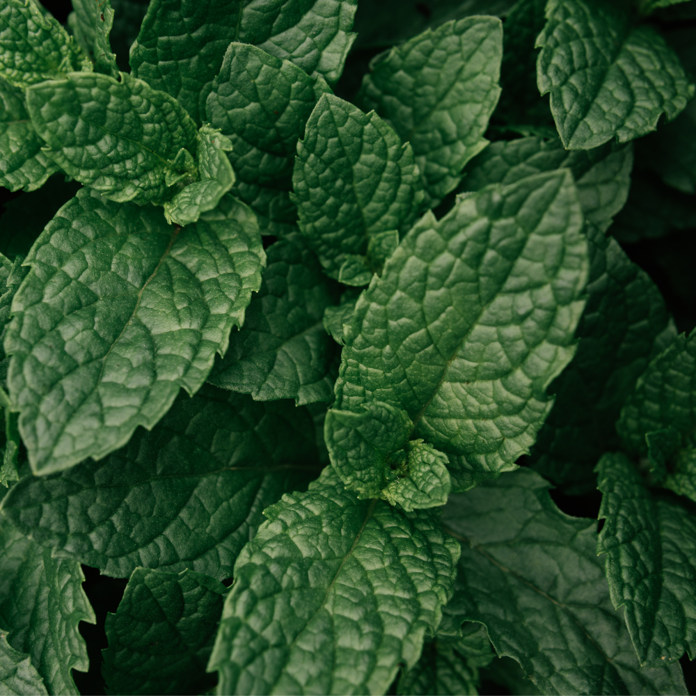 PEPPERMINT ESSENTIAL OIL