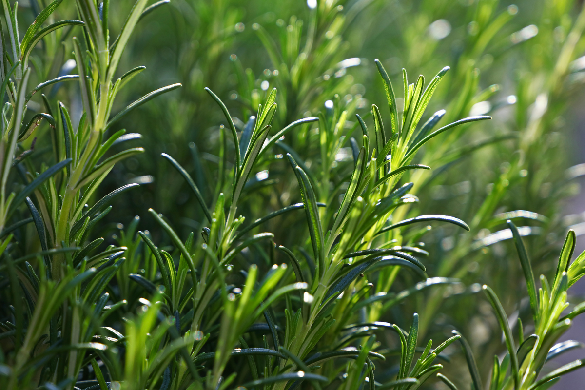 ROSEMARY ESSENTIAL OIL