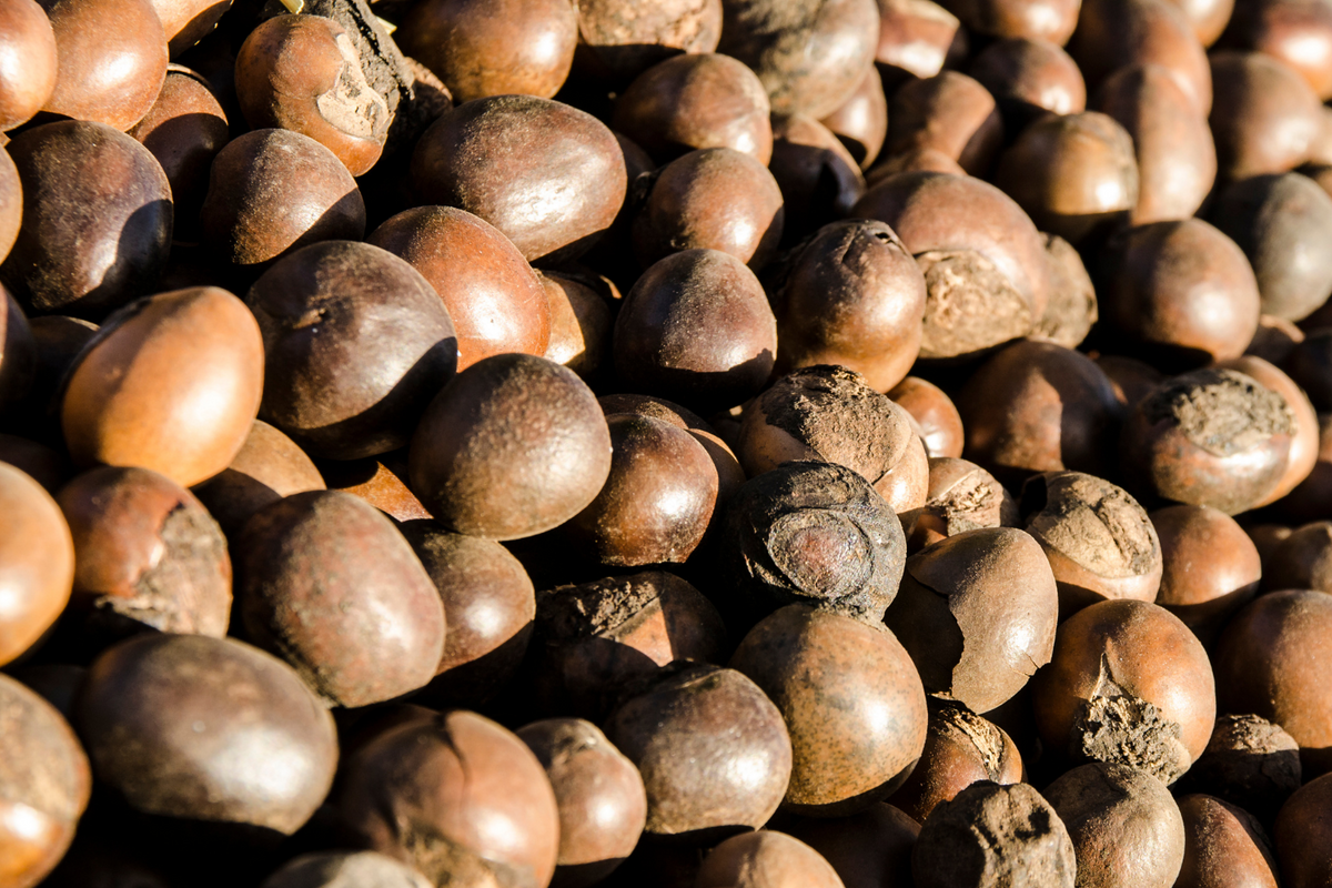 ORGANIC SHEA NUT BUTTER