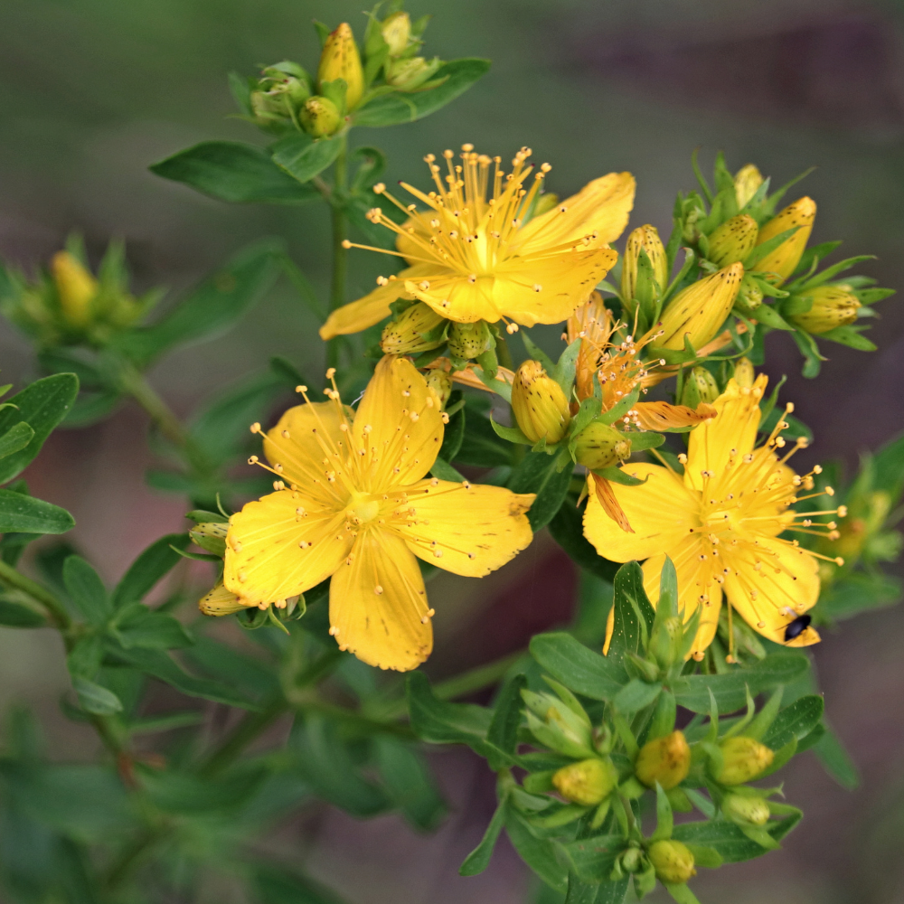 ST JOHN'S WORT