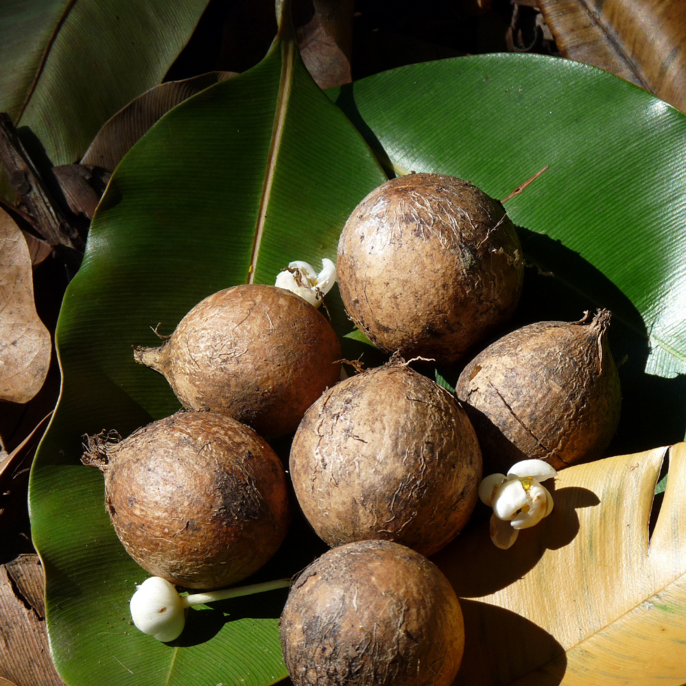 TAMANU OIL