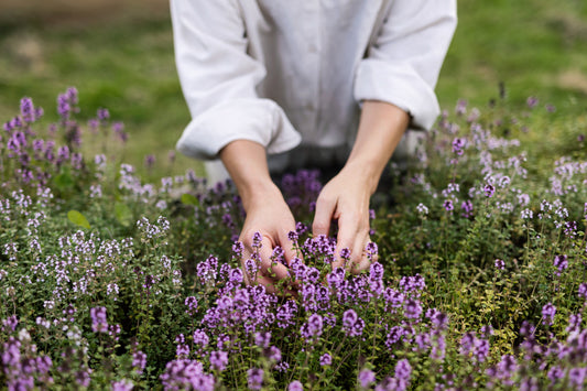 Winter Wellbeing: Home Remedies you can make with fresh Herbs from your Garden