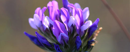 Bakuchiol - Nature's Retinol