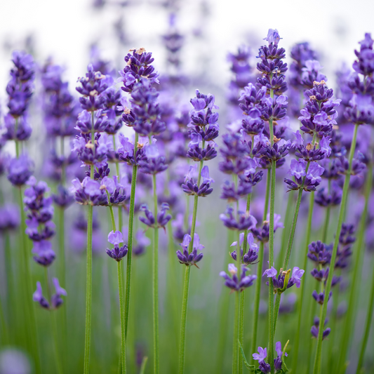 The sleepy power of Lavender: A lesson learned the hard way
