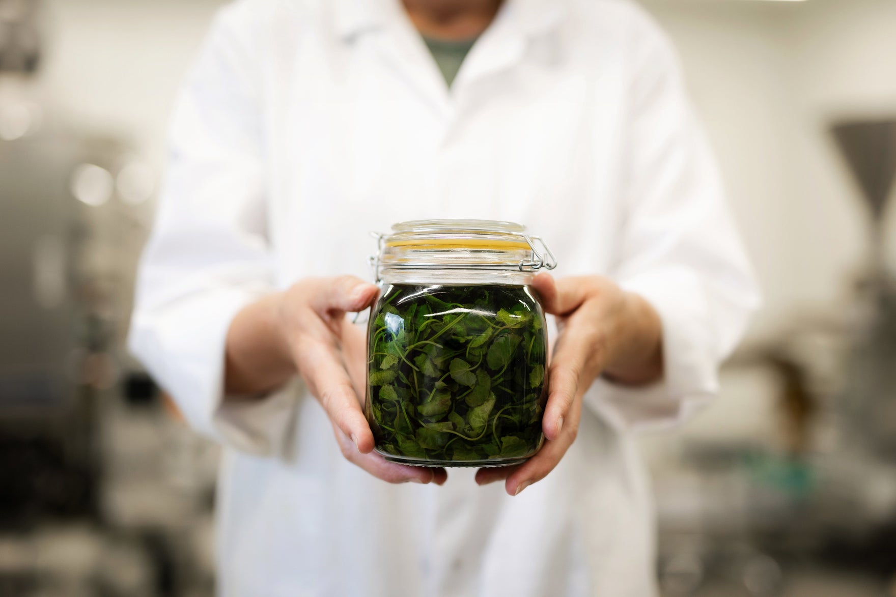 natural skincare, herbal skincare, ethical skincare, sustainable skincare, cruelty-free skincare, herbal wisdom, product development process