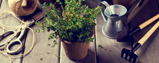 How to grow your own herbs at home (it’s easier than you might think!)