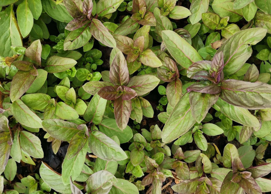 How Japanese Menthol Mint helped a translator