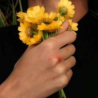 The Many Uses of Chamomile, Calendula, and Rosehip