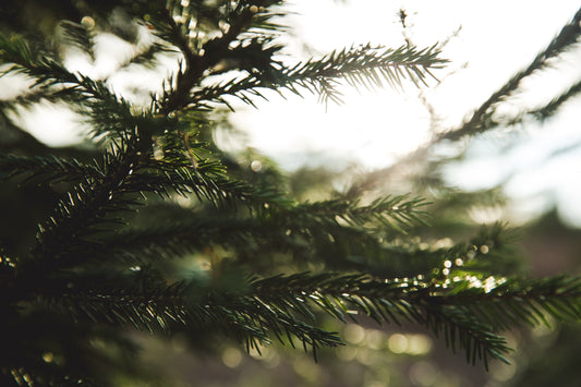 The Tree That Fights Ageing