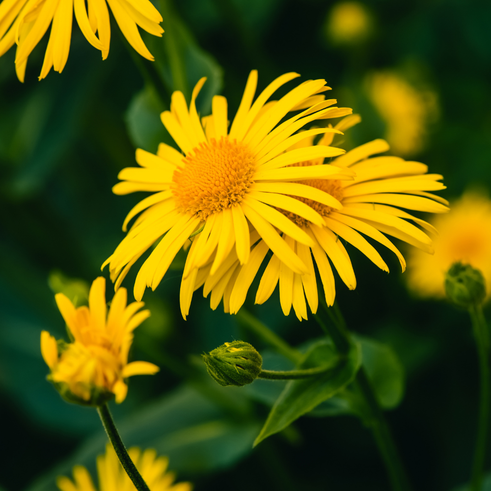 ARNICA OIL AND EXTRACT