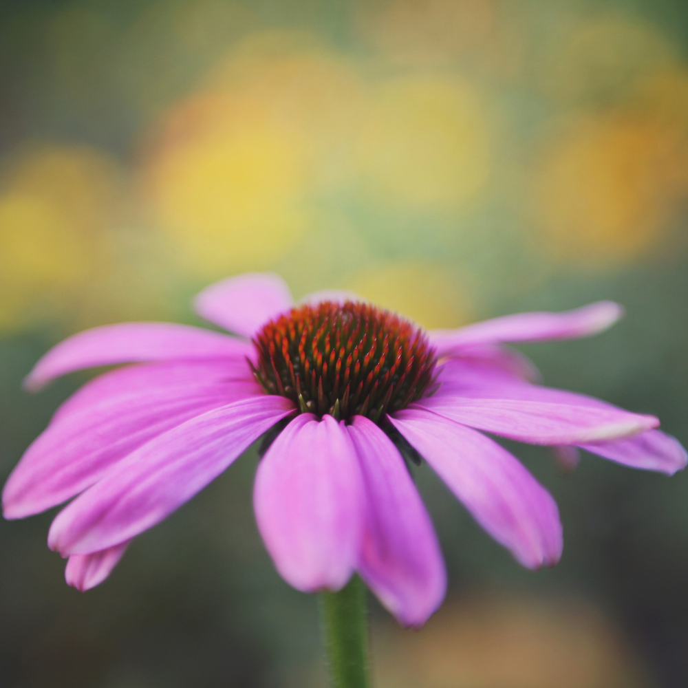 ECHINACEA EXTRACT (NZ)