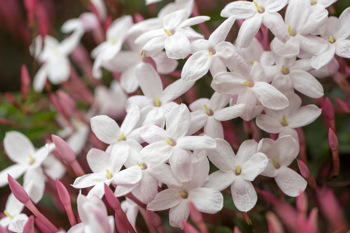 JASMINE ESSENTIAL OIL