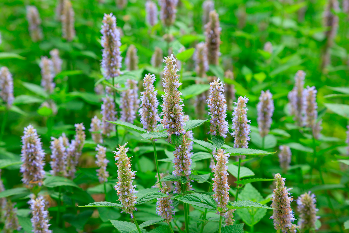 PATCHOULI, SANDALWOOD & ORANGE ESSENTIAL OILS