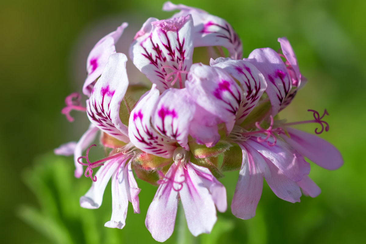 ROSE GERANIUM ESSENTIAL OIL