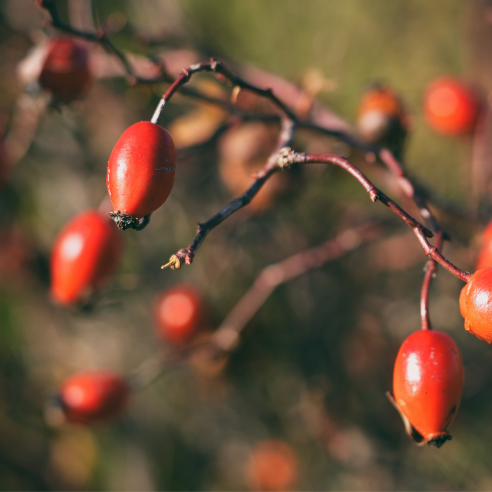 ROSEHIP OIL