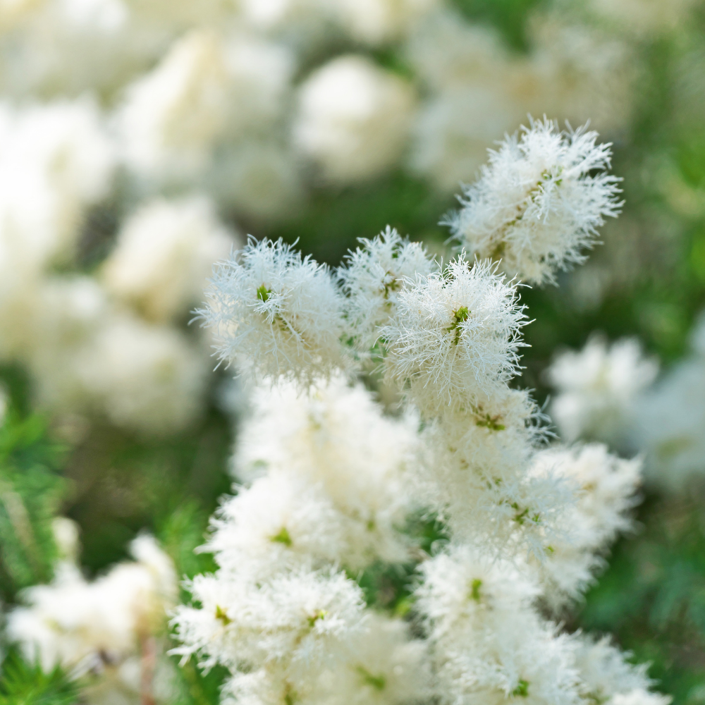 TEA TREE ESSENTIAL OIL