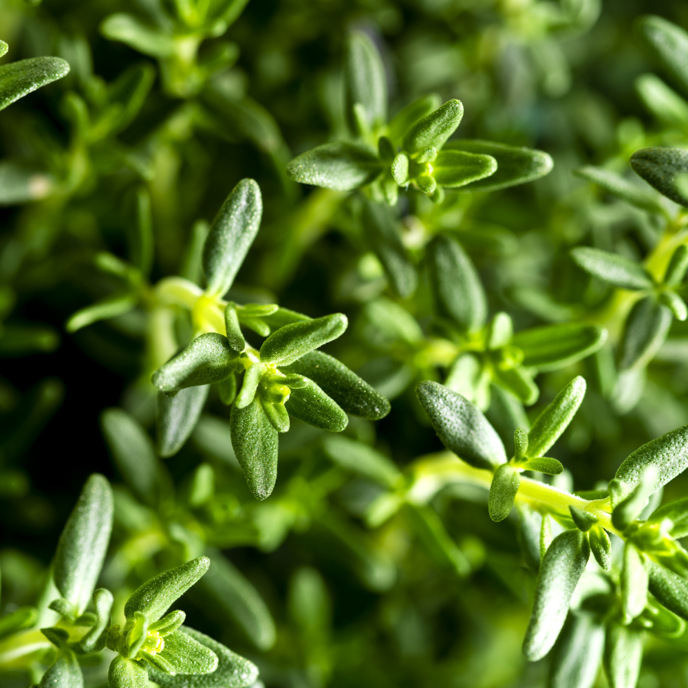 THYME EXTRACT (NZ)