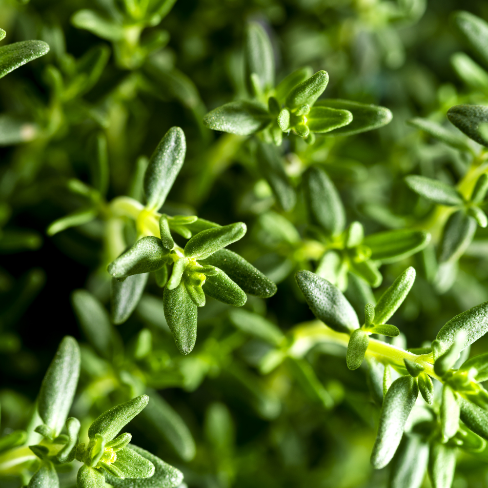 THYME ESSENTIAL OIL