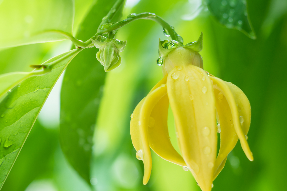 YLANG YLANG ESSENTIAL OIL